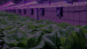 Vertical Farming Application – AGronomic IQ HVAC Systems