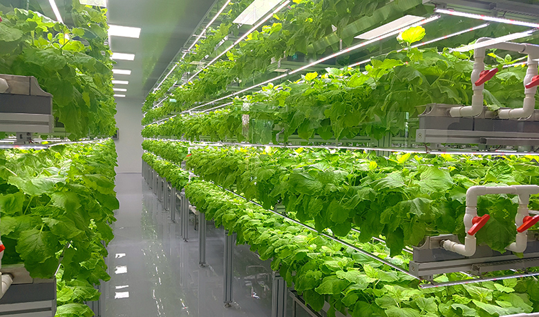 Vertical Farm